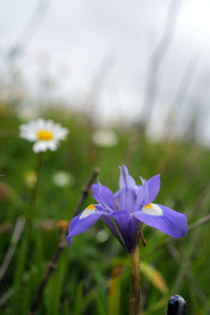 Gynandriris sisyrinchium, Penedos