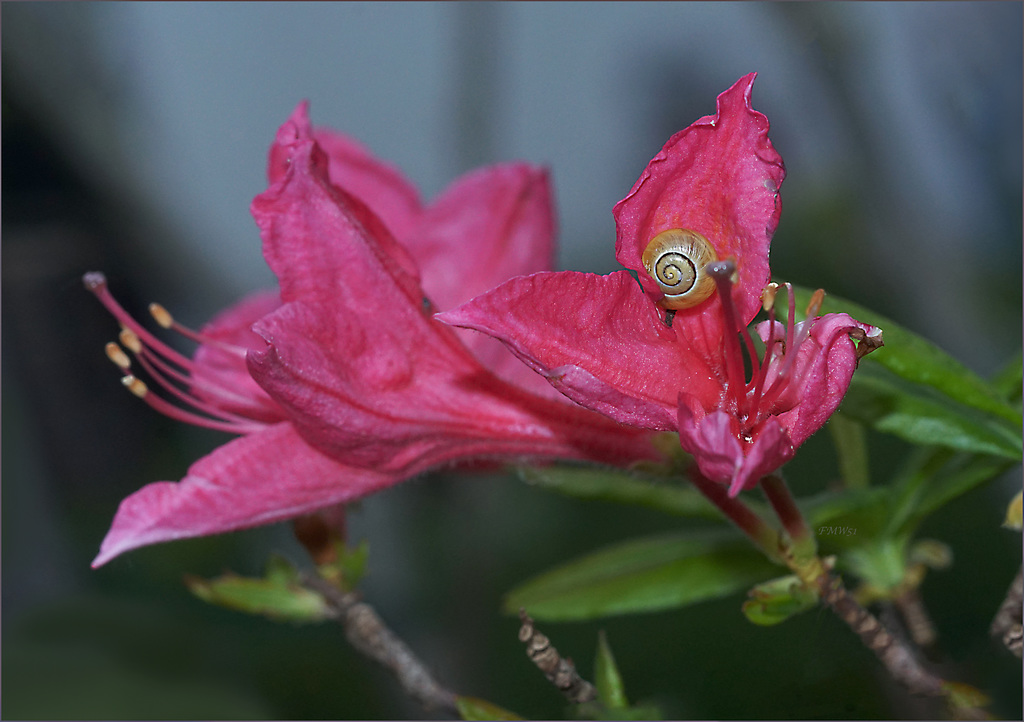 Schnecke in Blüte