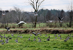 Wildvögel, das ist ein kleiner Ausschnitt   (pip)