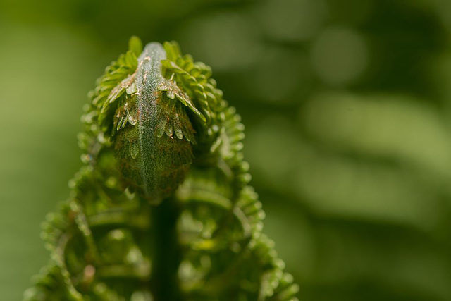 Waldbewohner