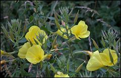 Oenothère (1) Oenothère (1)