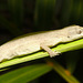 2015ColPart1IMG 9122lizard