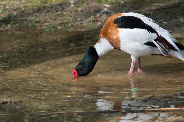 parc des oiseaux Villars les Dombes - Ain