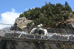 Khumbu, Yak on the Suspension Bridge