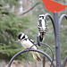 Hairy and Downy Woodpecker