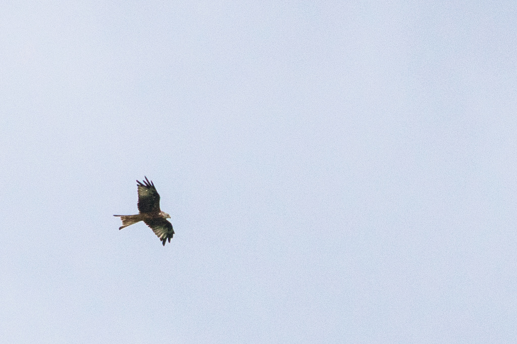 Red Kite