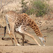 how the giraffe drinks