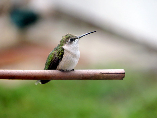 This was 'our' female hummingbird.***