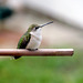 This was 'our' female hummingbird.***