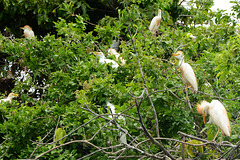 Guatemala, Cattle Herons Nesting on a Tree