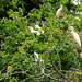 Guatemala, Cattle Herons Nesting on a Tree