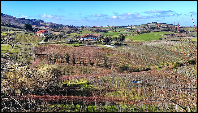 Viñedos de txakoli en Getaria