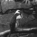 Tiergarten Straubing, Film