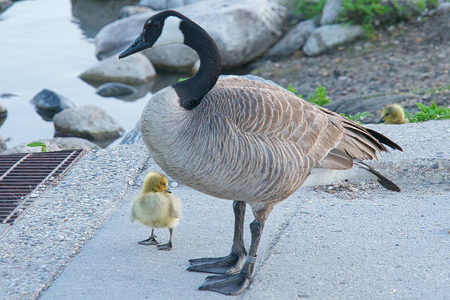 adult and goslings