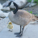 adult and goslings