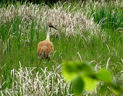 Sandhill Cranes are back.