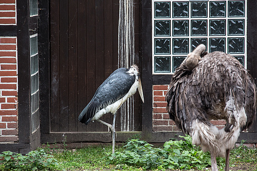 20140926 5477VRAw [D~SFA] Marabu, Strauß, Vogelpark, Walsrode