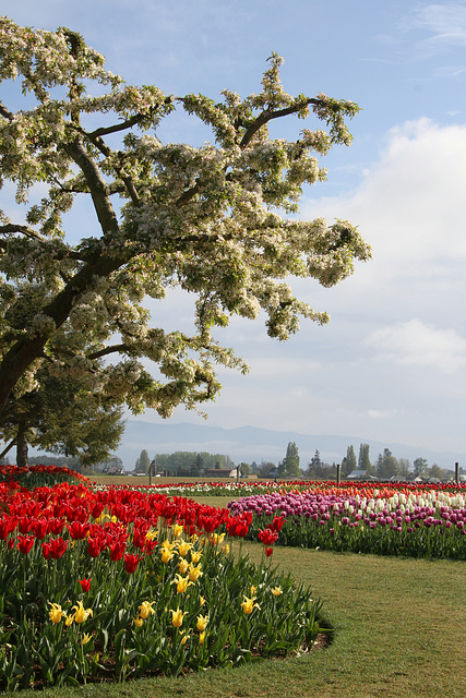 Spring Morning