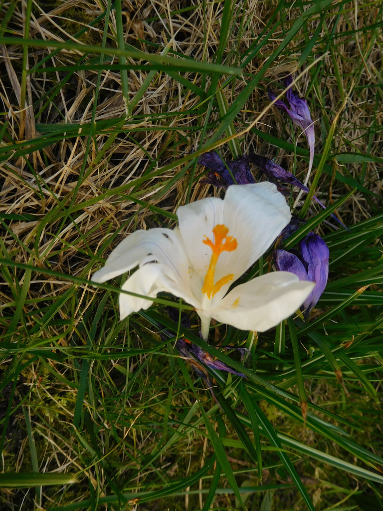 crocus