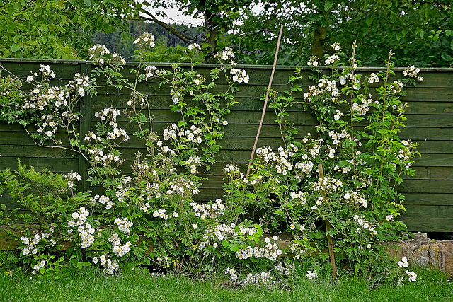 Rose Fence (HFF Everyone)