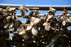 Norway, Lofoten Islands, Dried Cod Heads