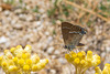 Blue Spot Hairstreak-DSA1420