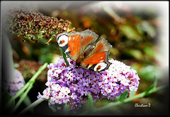 Les petits cadeaux de la nature ... ***   Nature's little gifts ...