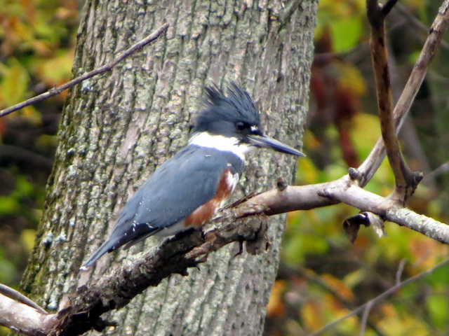 Belted Kingfisher