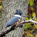 Belted Kingfisher