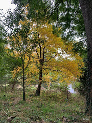 Burgie Arboretum