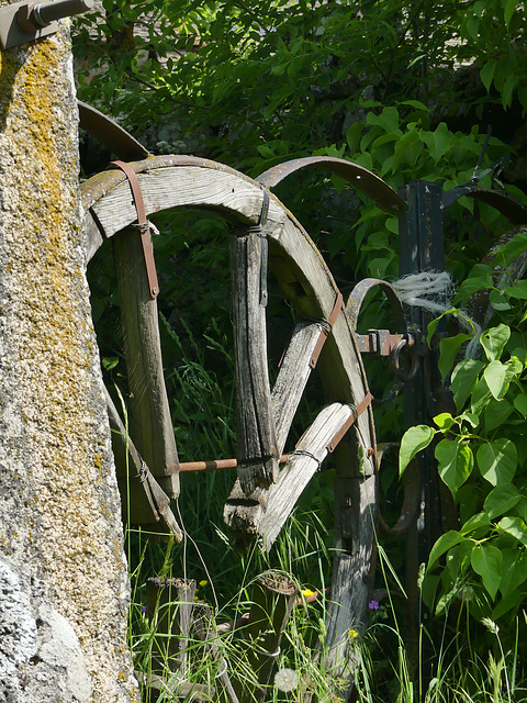 20230606 -08 Lozère tritons (114)