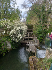 Le moulin Anquetil sur la Veules à Veules les roses (76)
