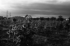 Sunflower field