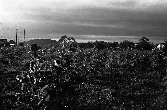 Sunflower field