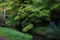 Un discret ruisseau dans l'arboretum d'Ilex . .