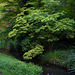 Un discret ruisseau dans l'arboretum d'Ilex . .