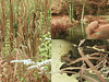 Gedney Park Pond (Infrared)