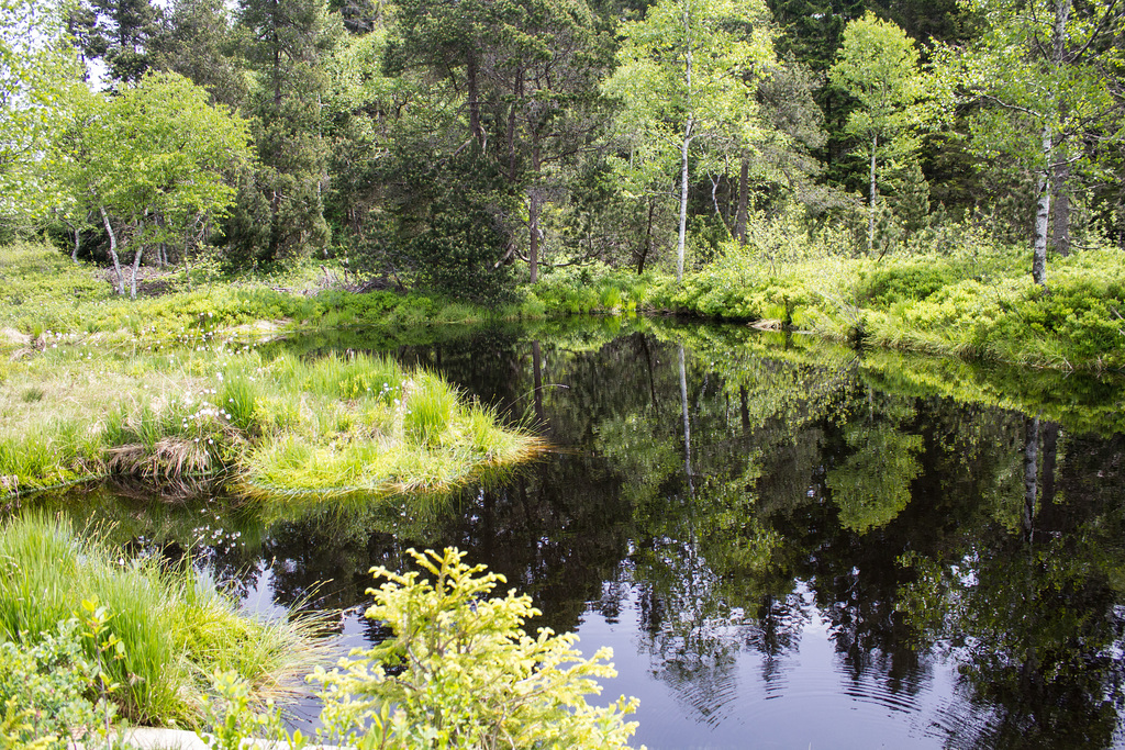 Hochmoor
