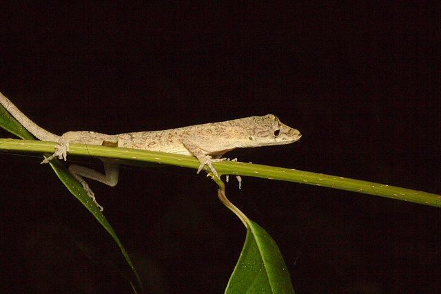 IMG 9077lizard