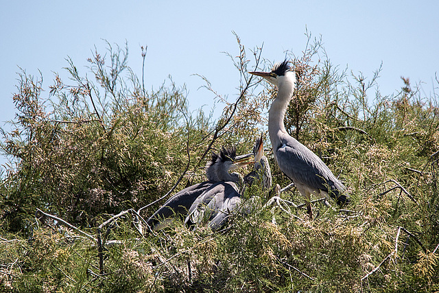 20150518 7932VRTw [R~F] Graureiher (Ardea cinerea), Parc Ornithologique, Camargue