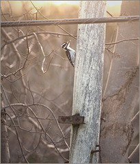 Hairy Woodpecker