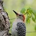 Red-bellied Woodpecker