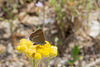 Blue Spot Hairstreak-DSD 1392