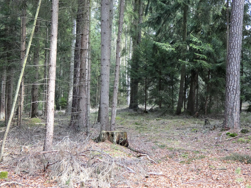 in den Wald hinein