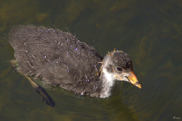 Foulque (Juvenile)