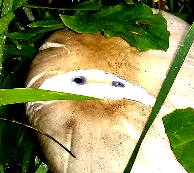 Mushroom with facemask