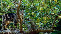 Do Cats Like Apples?