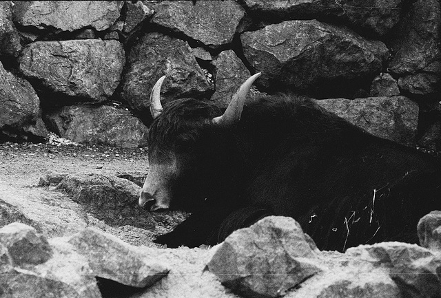Tiergarten Straubing, Film