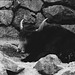 Tiergarten Straubing, Film