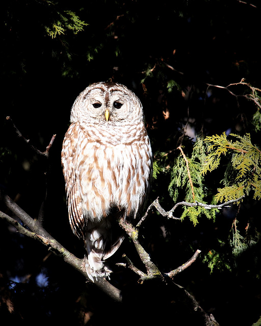 chouette rayér / barred owl